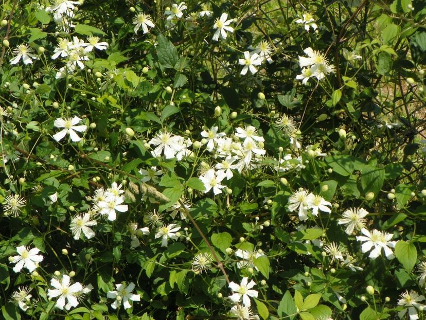 clematis Summer Snow - z-Dobarland 2017