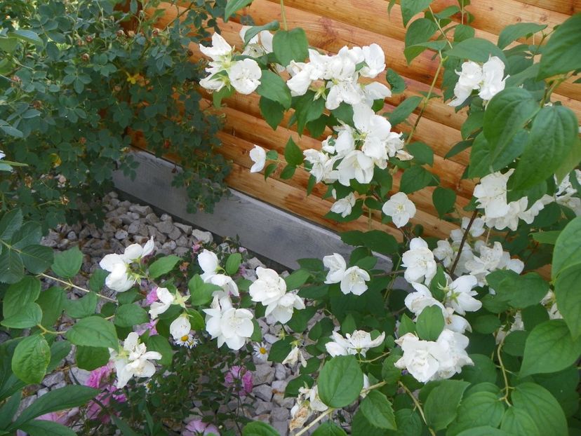 philadelphus Snowbelle - z-Dobarland 2017