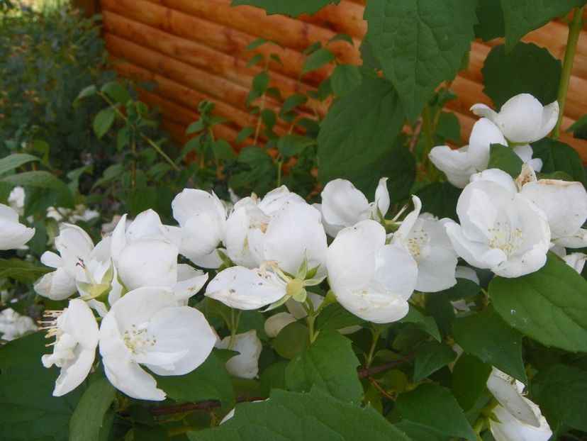 philadelphus Snowbelle - z-Dobarland 2017