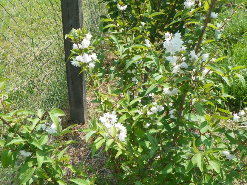 deutzia Codsall Pink - z-Dobarland 2017