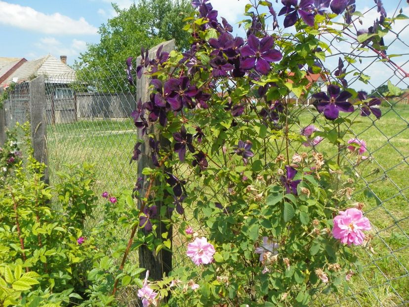clematis Negritjanka - z-Dobarland 2017