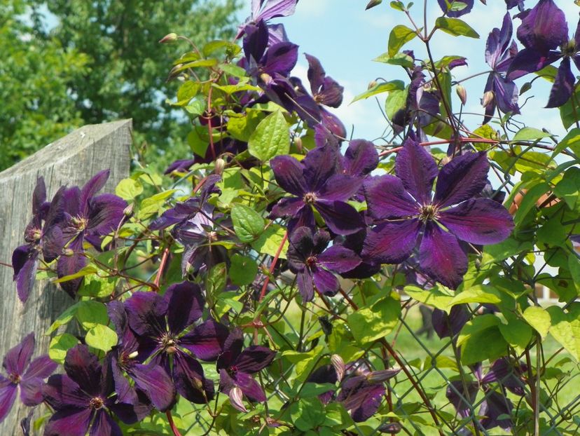 clematis Negritjanka - z-Dobarland 2017