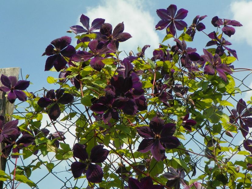 clematis Negritjanka - z-Dobarland 2017