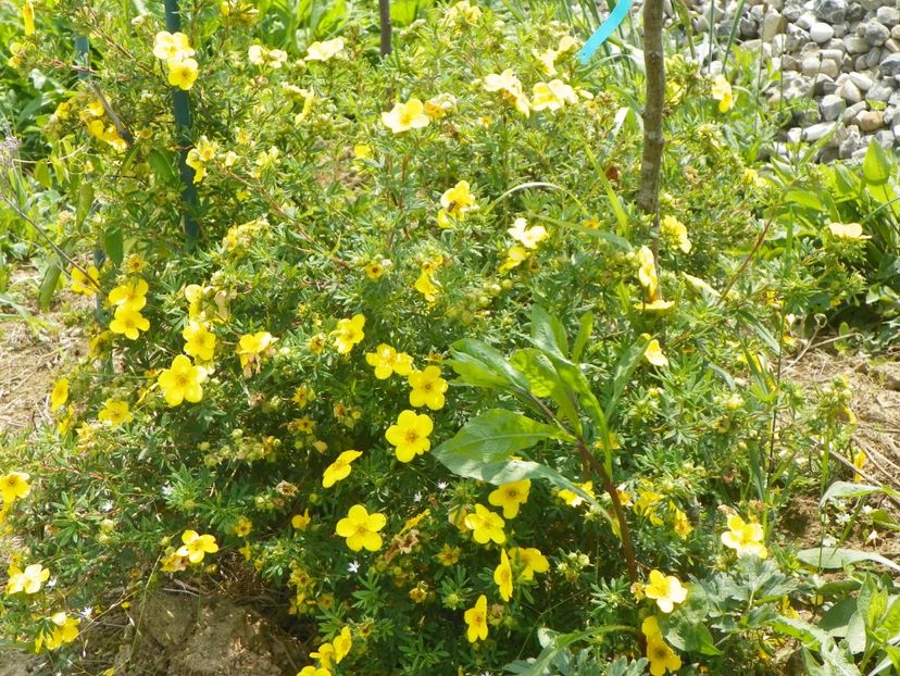 potentilla Goldfinger - z-Dobarland 2017
