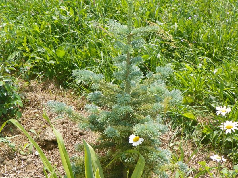 abies lasiocarpa arizonica - z-Dobarland 2017