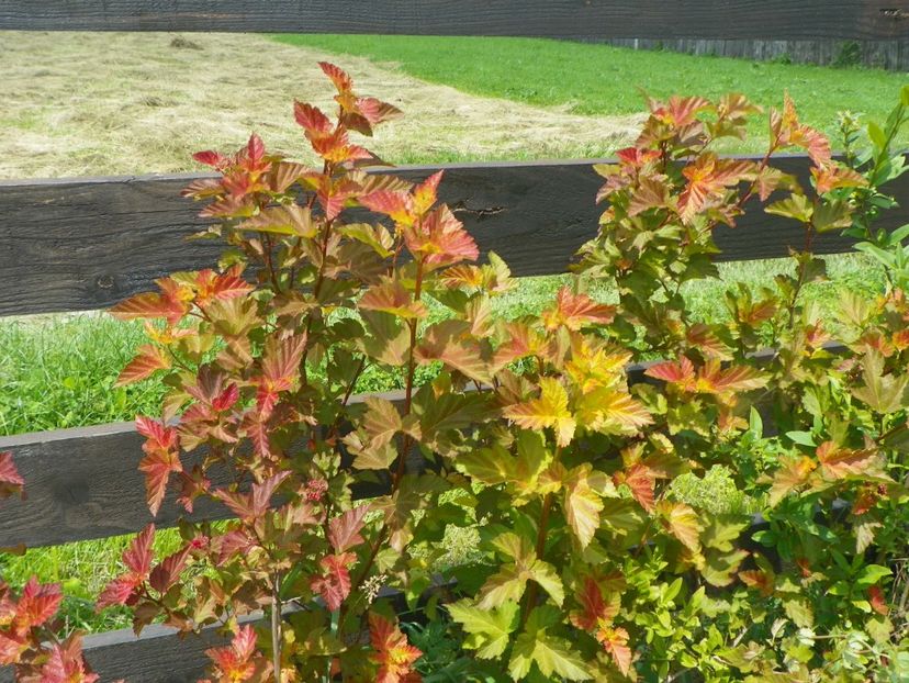 physocarpus Amber Jubilee - z-Dobarland 2017