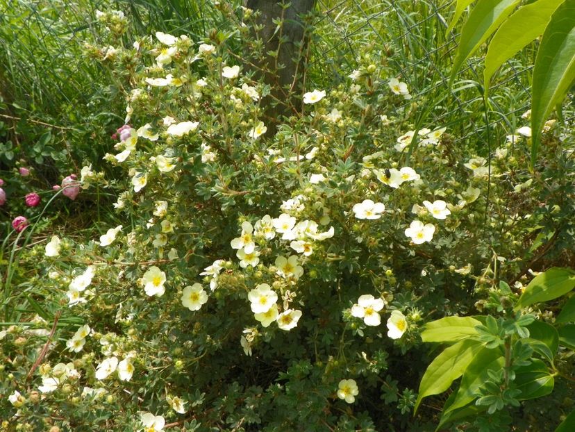 potentilla Primrose Beauty - z-Dobarland 2017