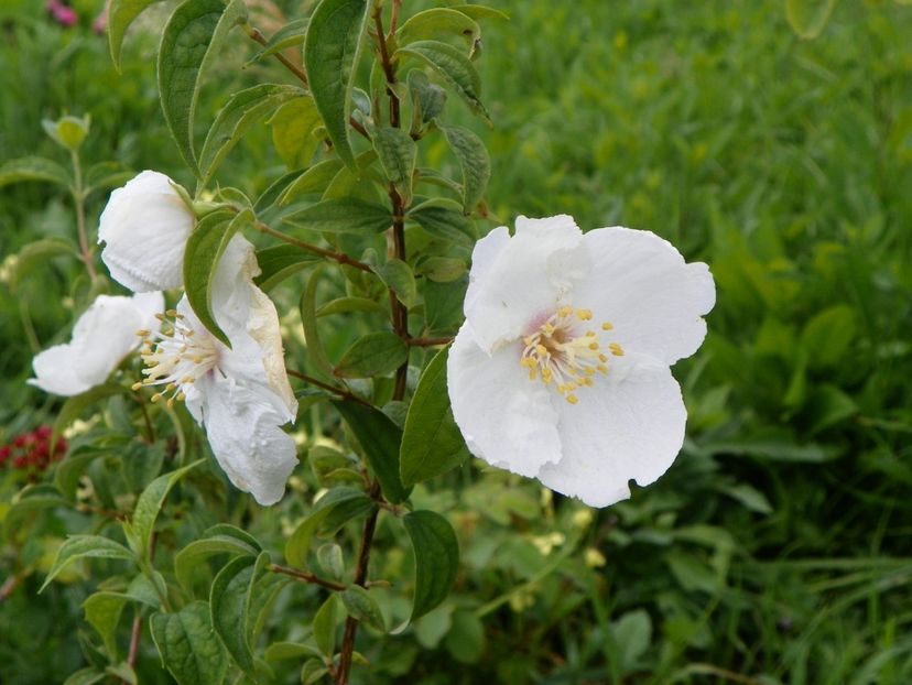 philadelphus Beauclerk - z-Dobarland 2017