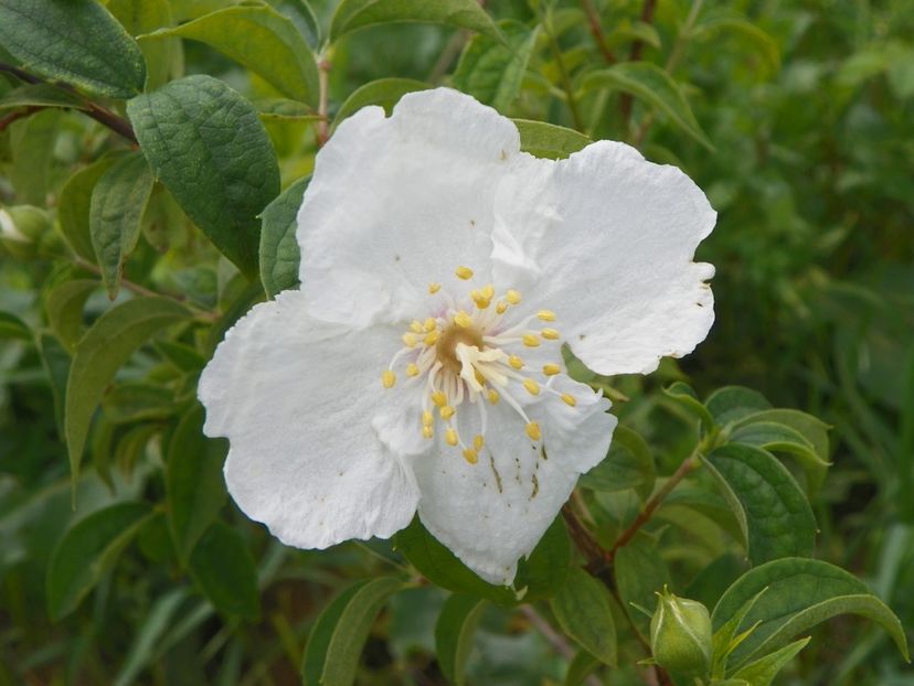 philadelphus Beauclerk - z-Dobarland 2017