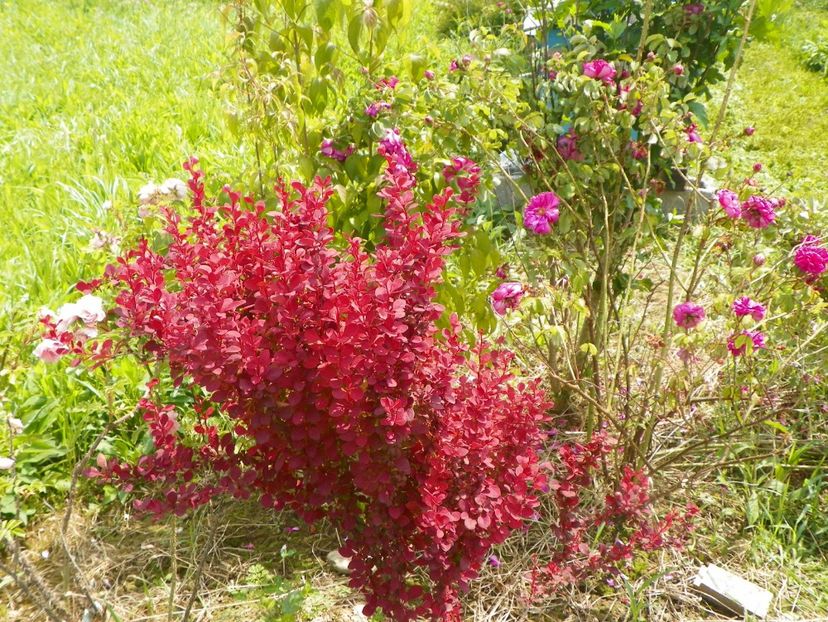 berberis Orange Rocket si Conditorium - z-Dobarland 2017