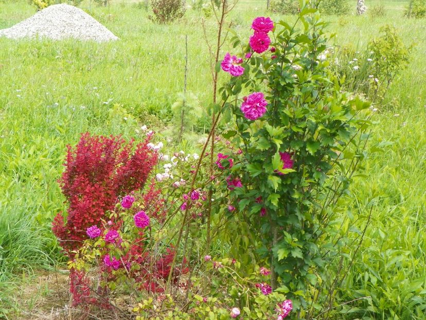 berberis Orange Rocket si Conditorium - z-Dobarland 2017