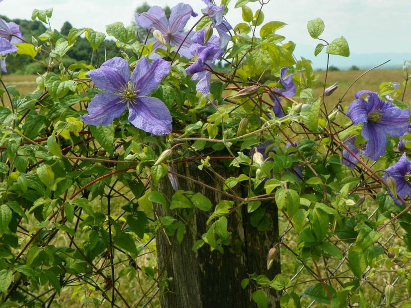 clematis Prince Charles - z-Dobarland 2017