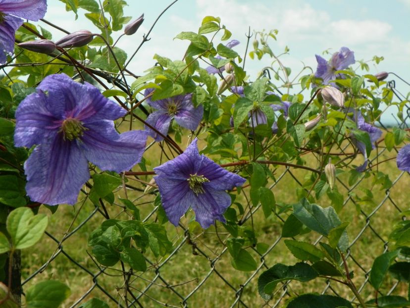 clematis Prince Charles - z-Dobarland 2017