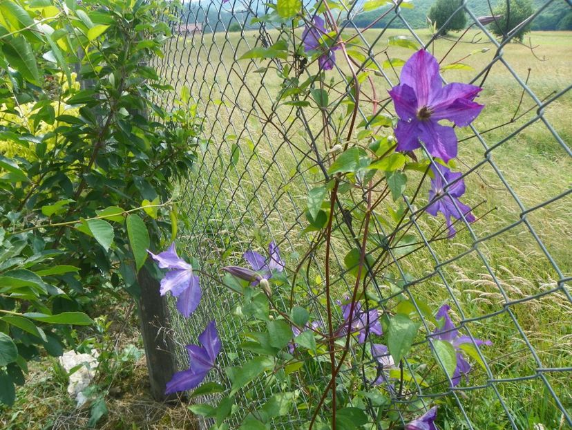 clematis Solina - z-Dobarland 2017