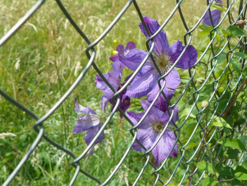 clematis Solina - z-Dobarland 2017