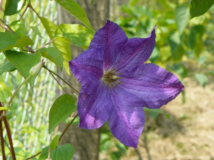 clematis Solina - z-Dobarland 2017