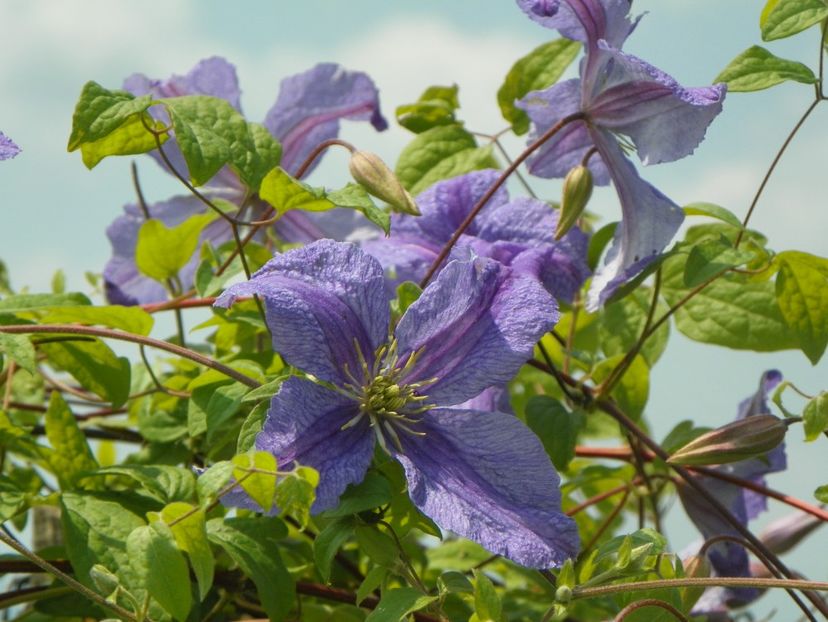 clematis Prince Charles - z-Dobarland 2017
