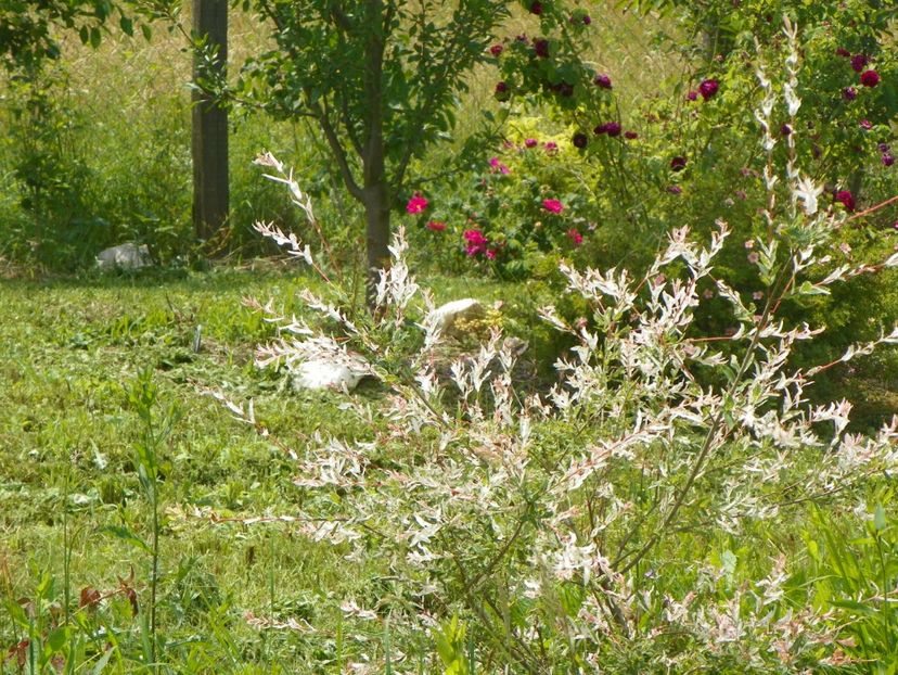 salix Hakuro Nishiki - Dobarland 2017 2
