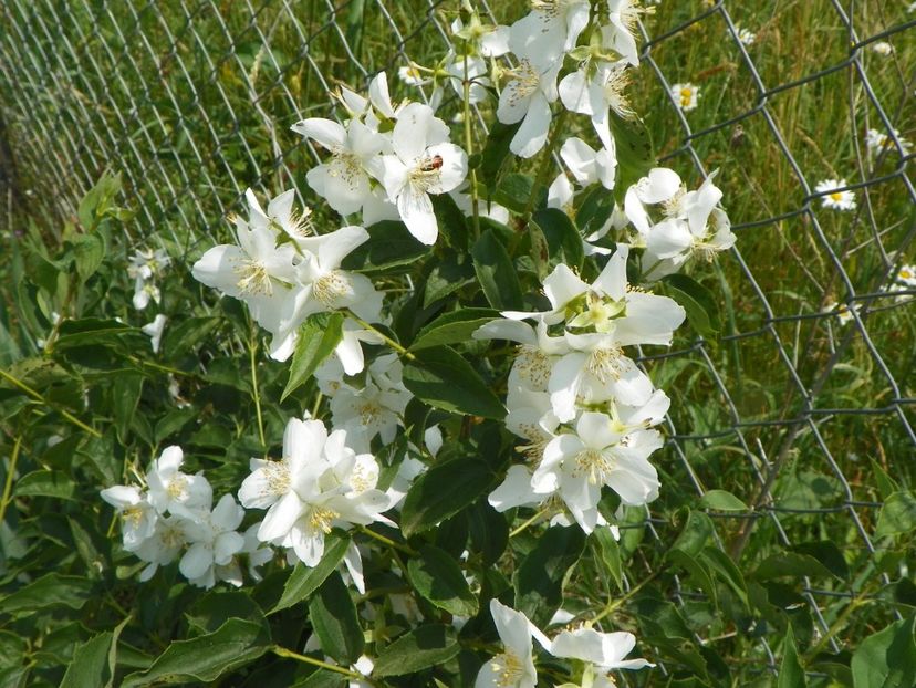 philadelphus Karolinka - Dobarland 2017 2
