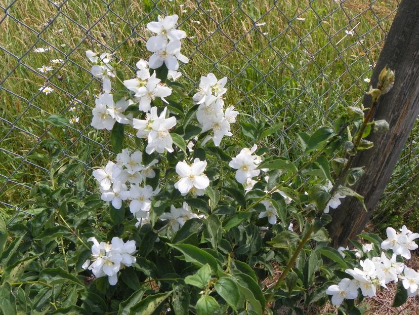 philadelphus Karolinka - Dobarland 2017 2