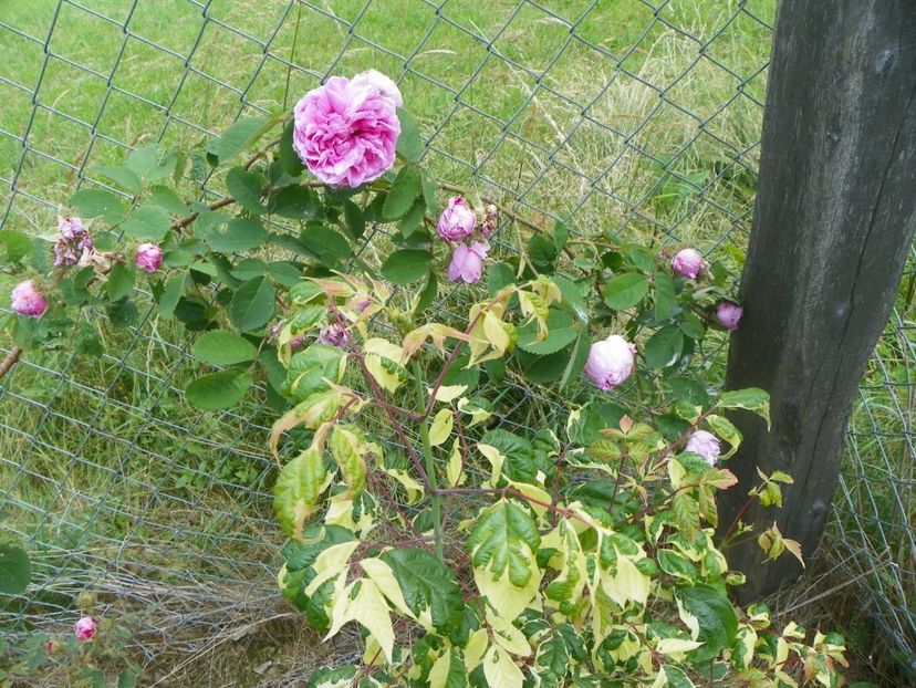 acer neg. Elegans si Chapeau de Napoleon - Dobarland 2017 2