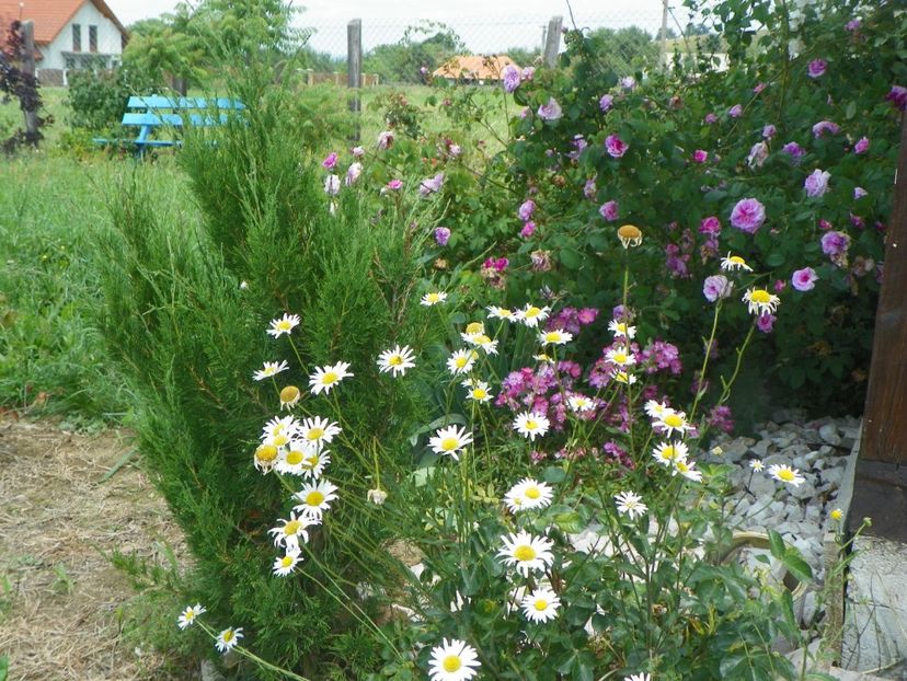 juniperus chinensis Spartan, Belle sans Flatterie, margarete - Dobarland 2017 2