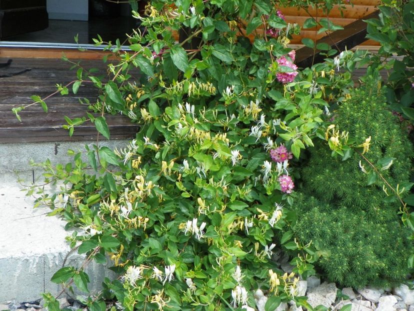 lonicera japonica - Dobarland 2017 2