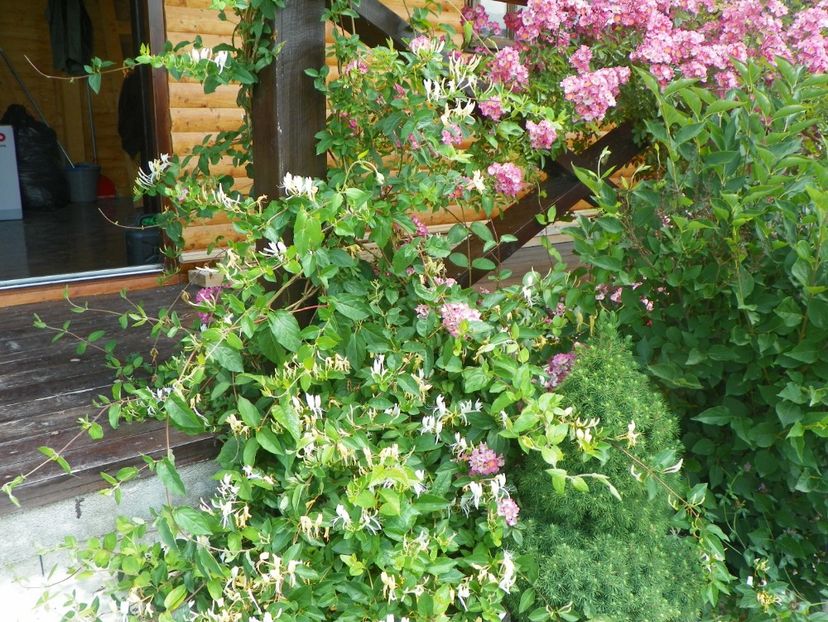 lonicera japonica, Maria Lisa - Dobarland 2017 2