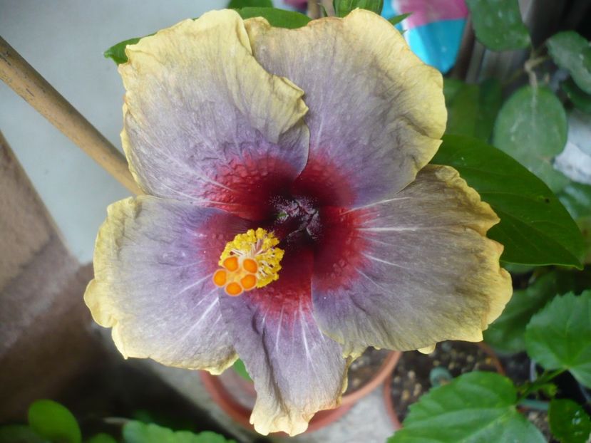 03.07.2017 - HIBISCUSI 2017-2