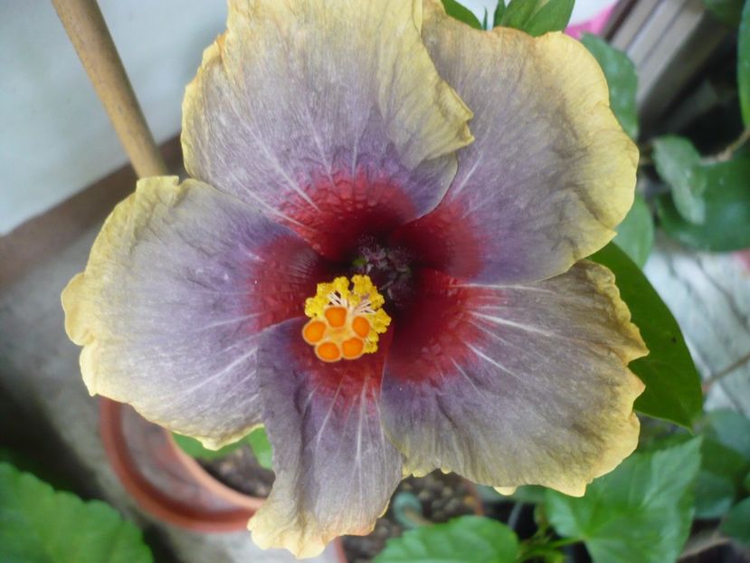 P1330406 - HIBISCUSI 2017-2