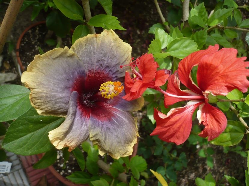 P1330408 - HIBISCUSI 2017-2