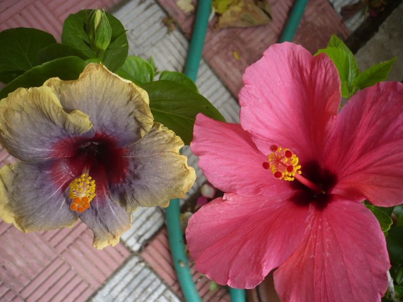 P1330411 - HIBISCUSI 2017-2