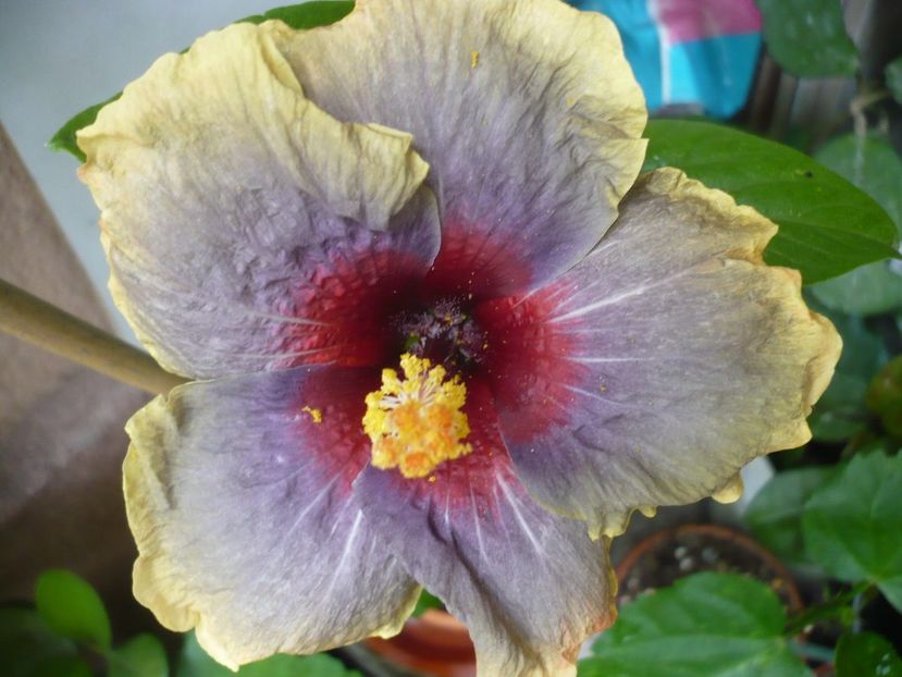 P1330413 - HIBISCUSI 2017-2