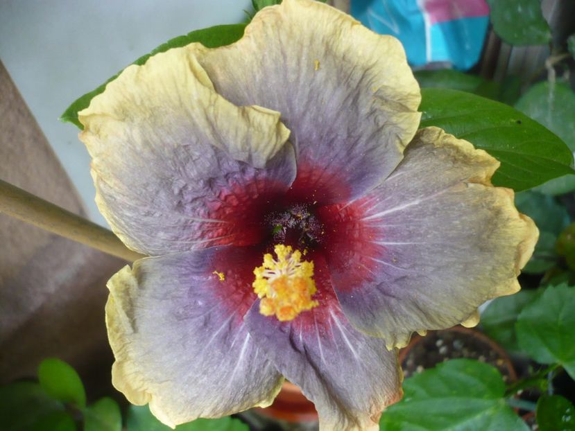 P1330414 - HIBISCUSI 2017-2