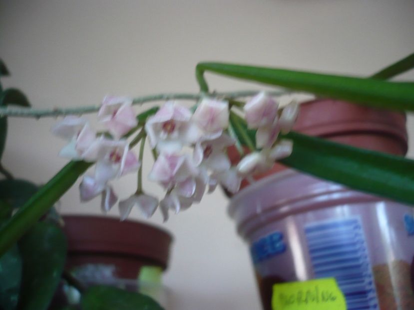 03.07.2017 - HOYA 2017