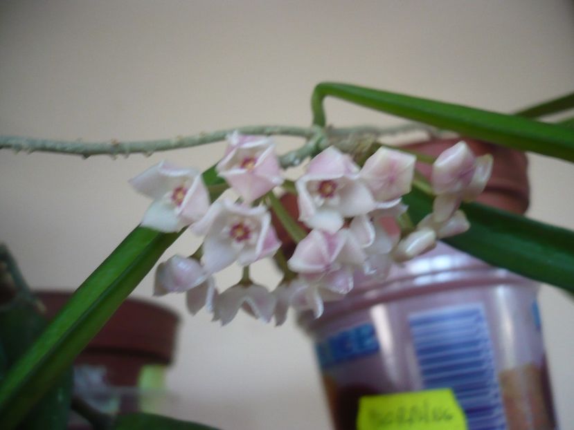 P1330403 - HOYA 2017