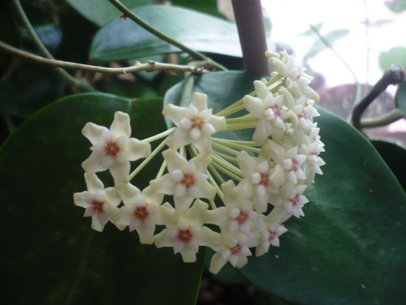 P1330418 - HOYA 2017