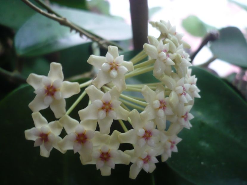 P1330421 - HOYA 2017