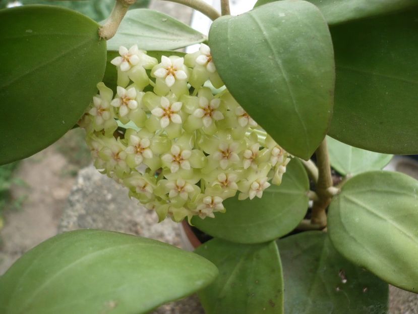 P1330424 - HOYA 2017