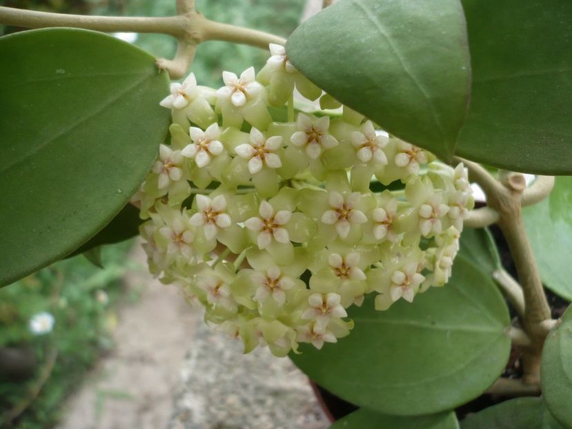 P1330425 - HOYA 2017