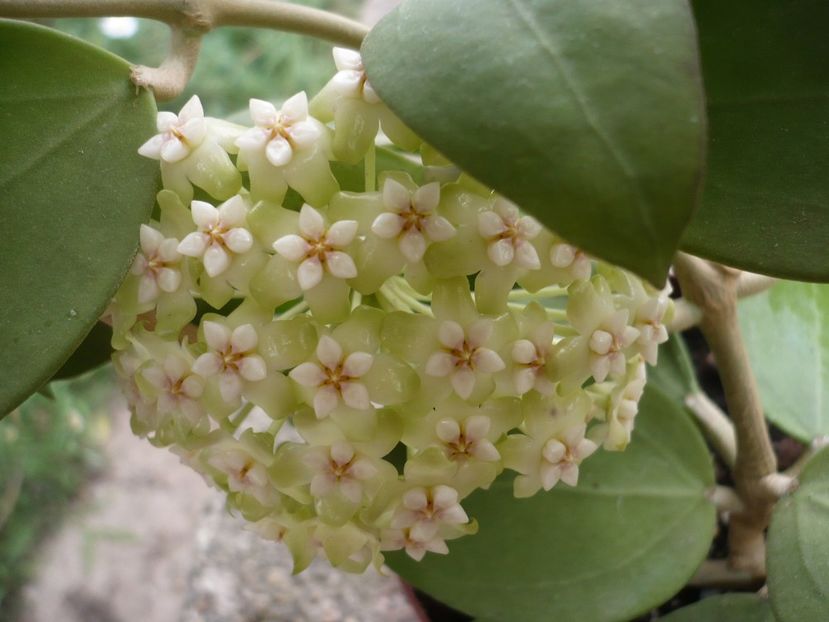 P1330426 - HOYA 2017