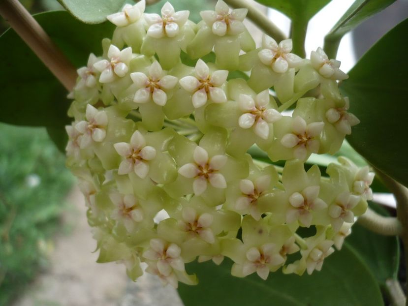 P1330427 - HOYA 2017