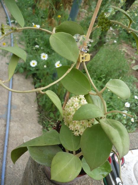 P1330430 - HOYA 2017