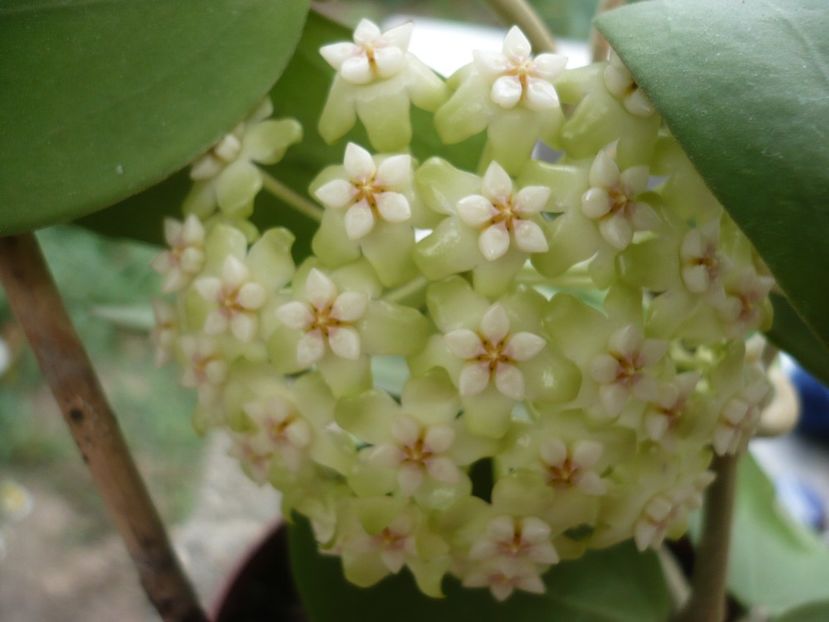 P1330432 - HOYA 2017