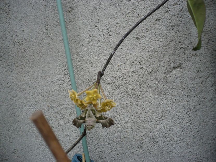 P1330433 - HOYA 2017