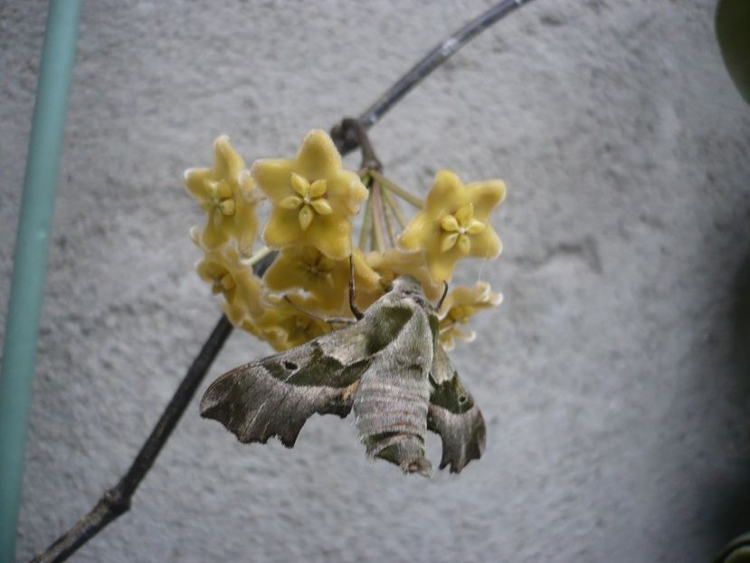 P1330435 - HOYA 2017