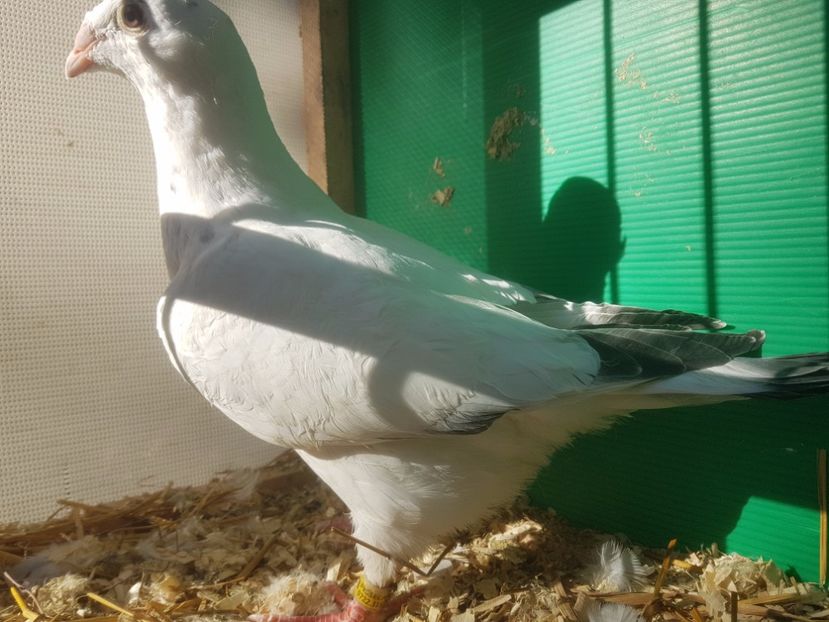 20170605_180730(0) - Pui 2017