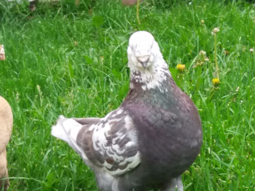 M-2016 - ARHIVA AGH II