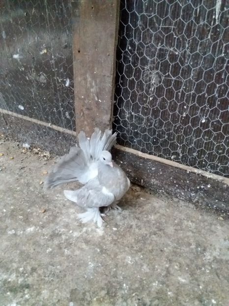 MG-LOFT - 3 VOLTATI INDIENI