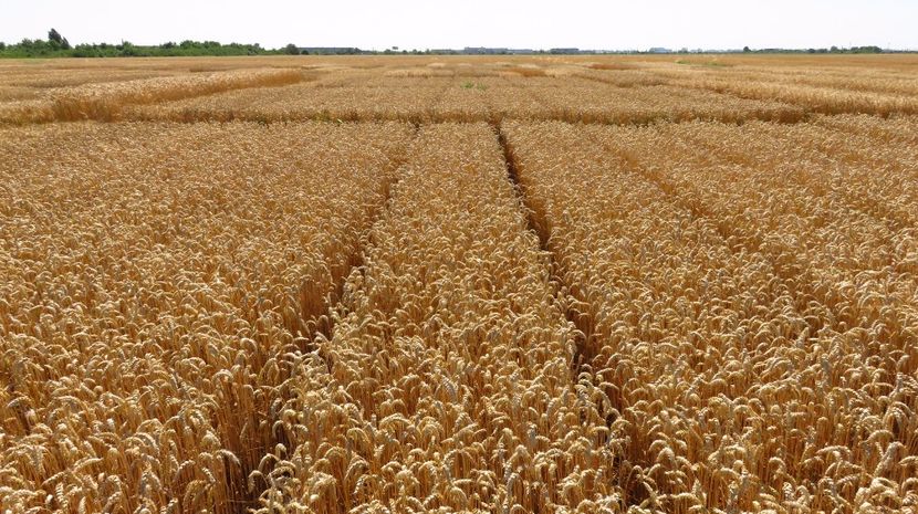  - 3-07-2017 Dl Ing Octavian Guler - inainte de recoltare